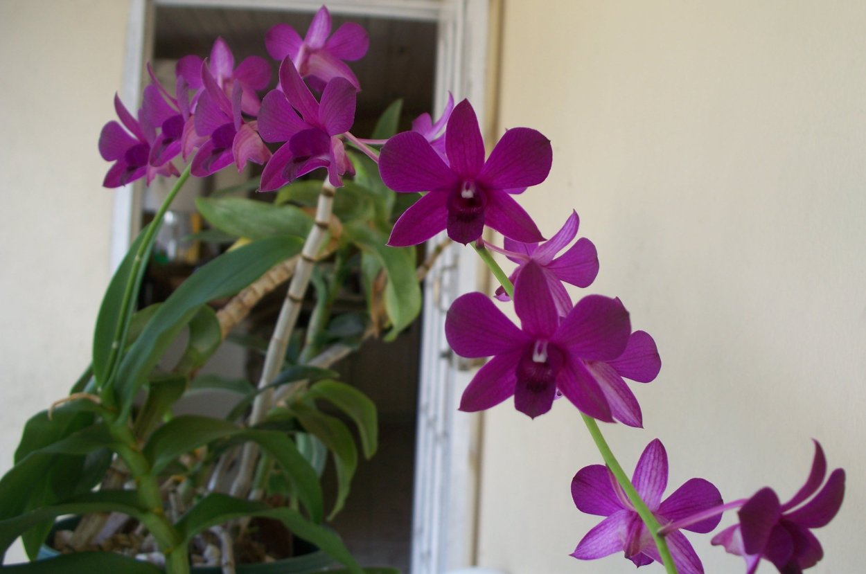 Чёрная Орхидея (Phalaenopsis Black)