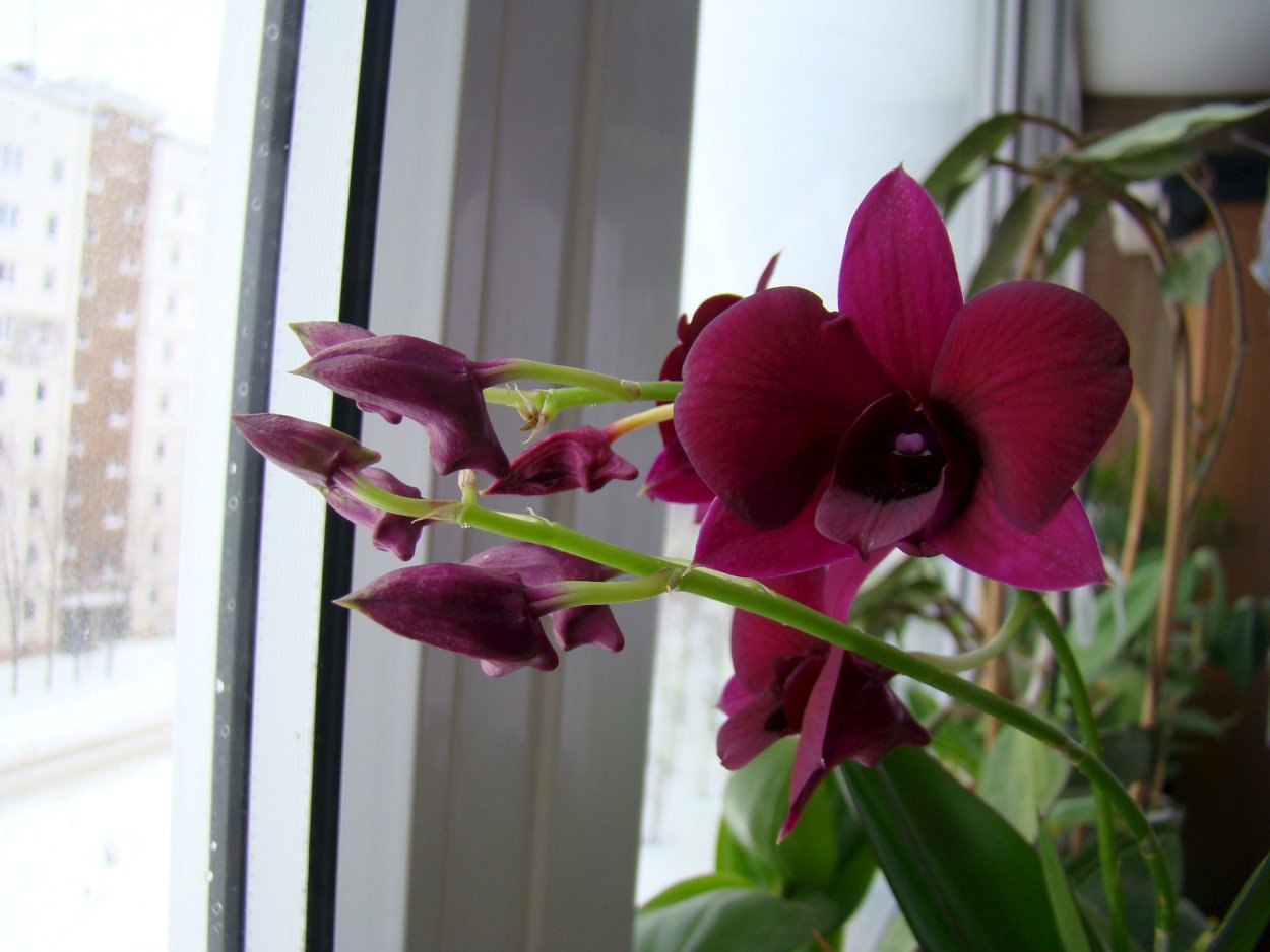 Орхидея Дендробиум фаленопсис