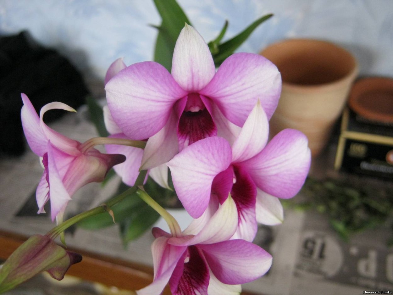 Дендрофаленопсис Тайланд Блэк