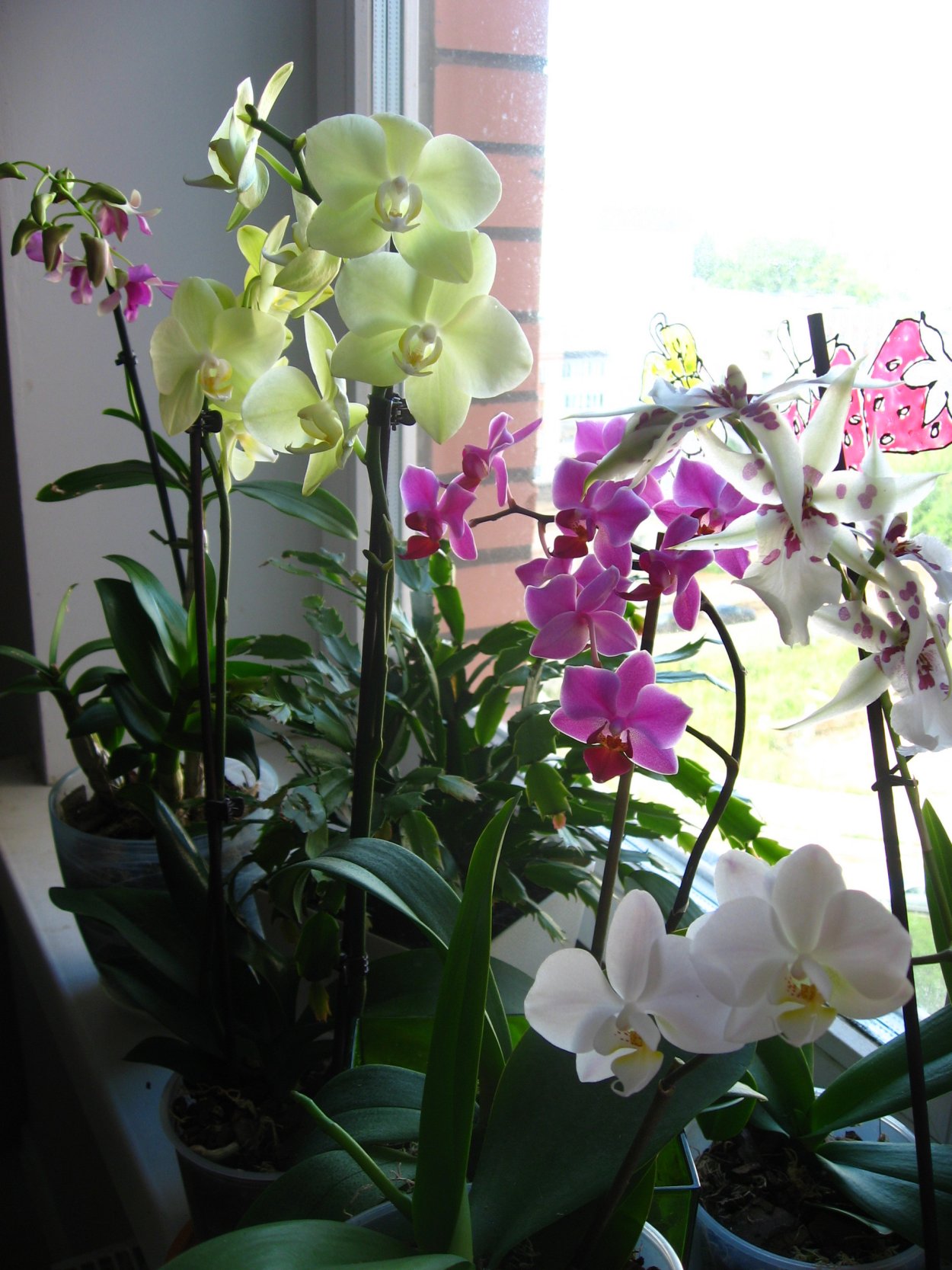 Дендробиум фаленопсис