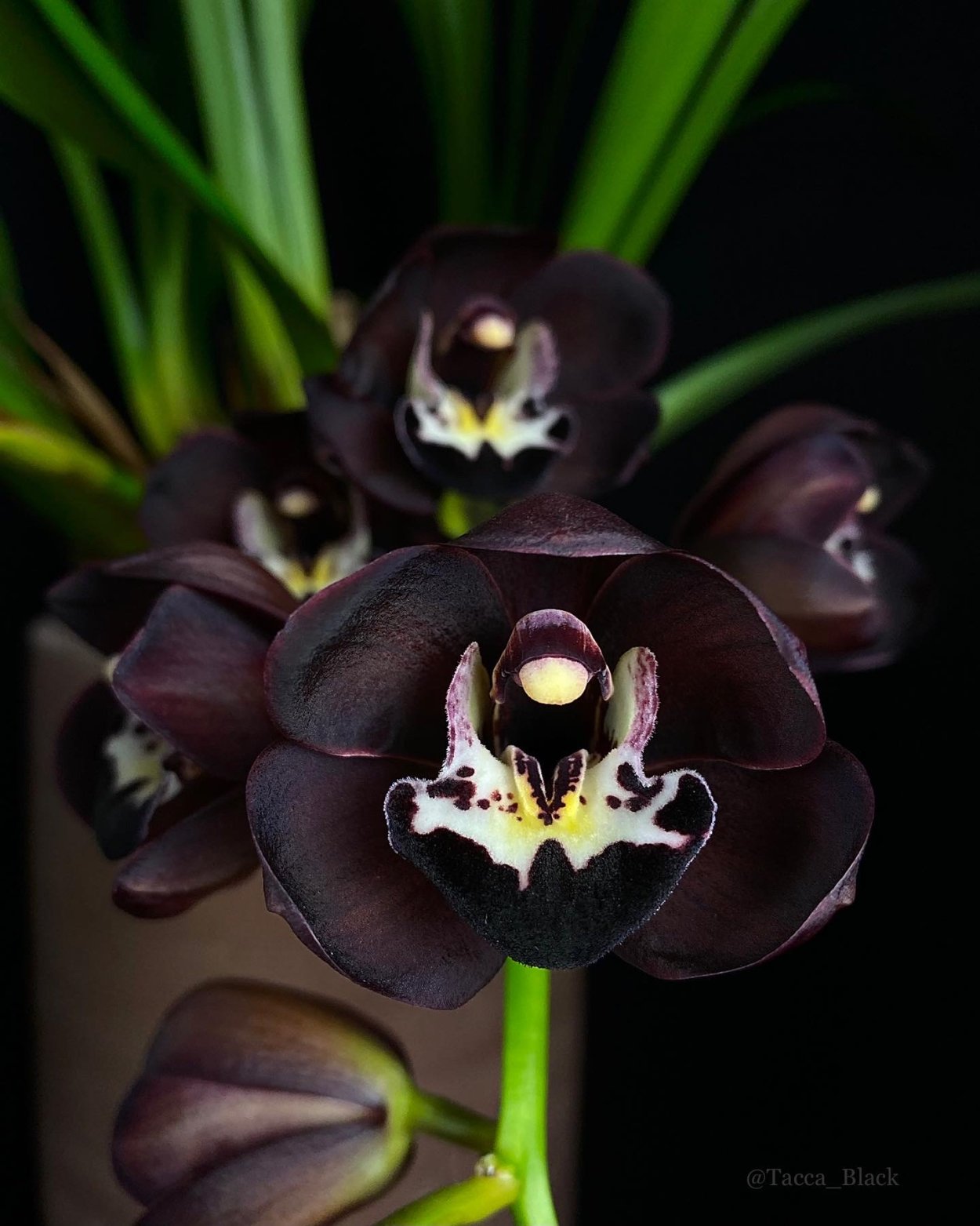 Дендробиум sa-Nook