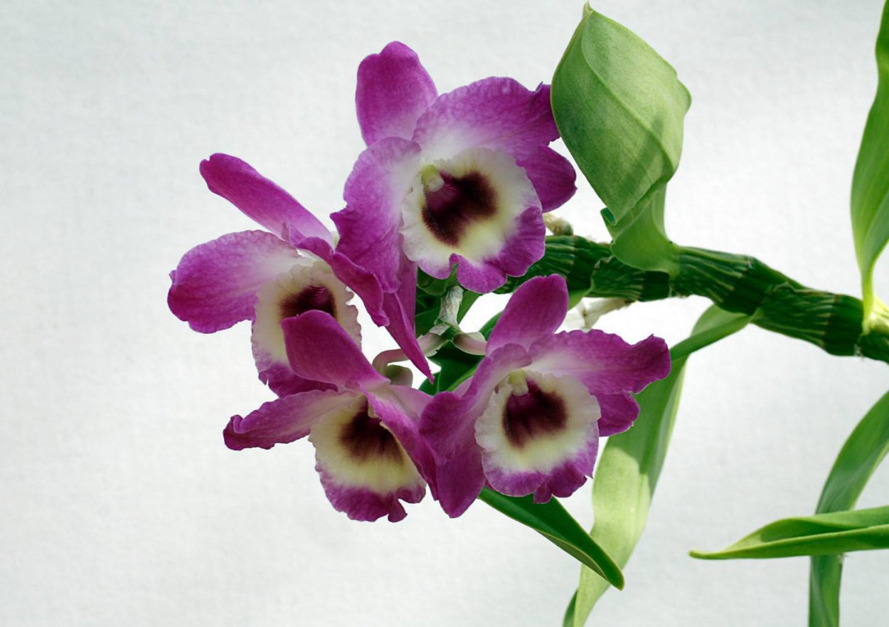 Дендробиум фаленопсис