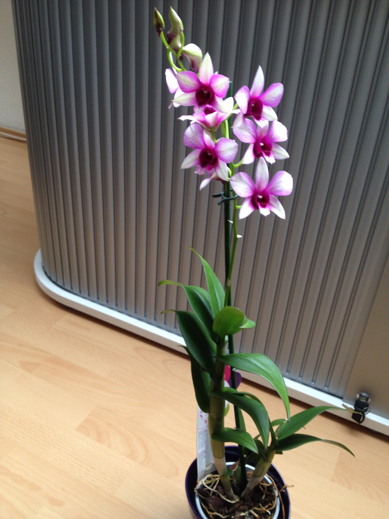 Дендробиум Dragon Jade