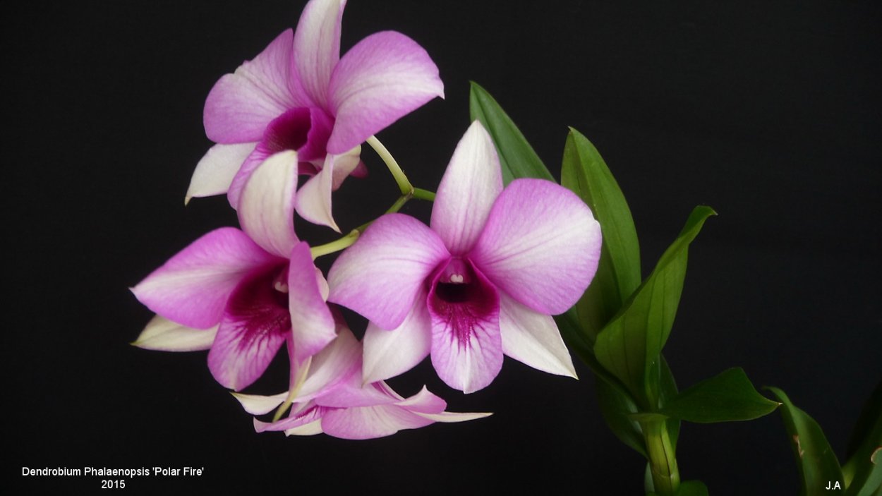 Гибридный Дендробиум фаленопсис