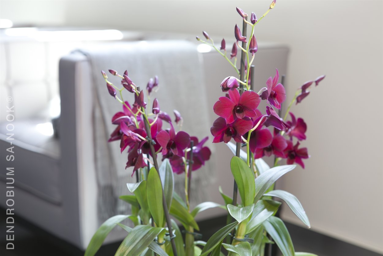 Дендробиум Burana