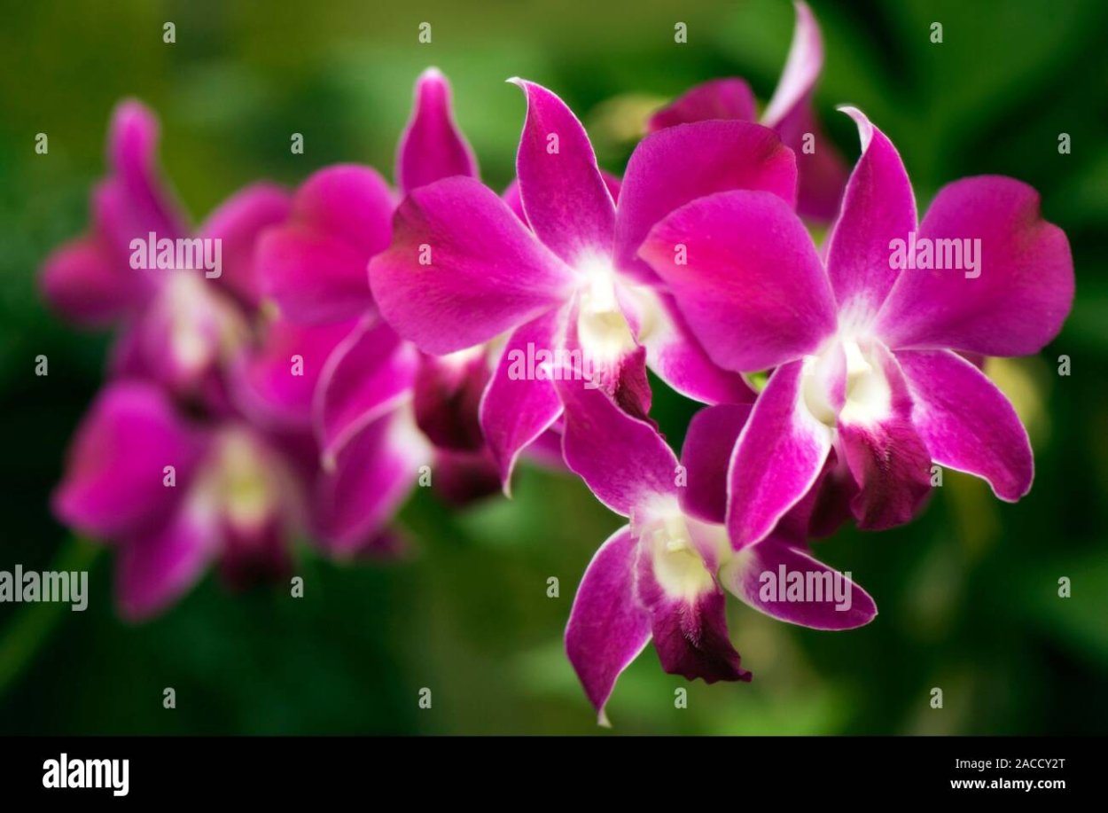 Дендробиум sa-Nook