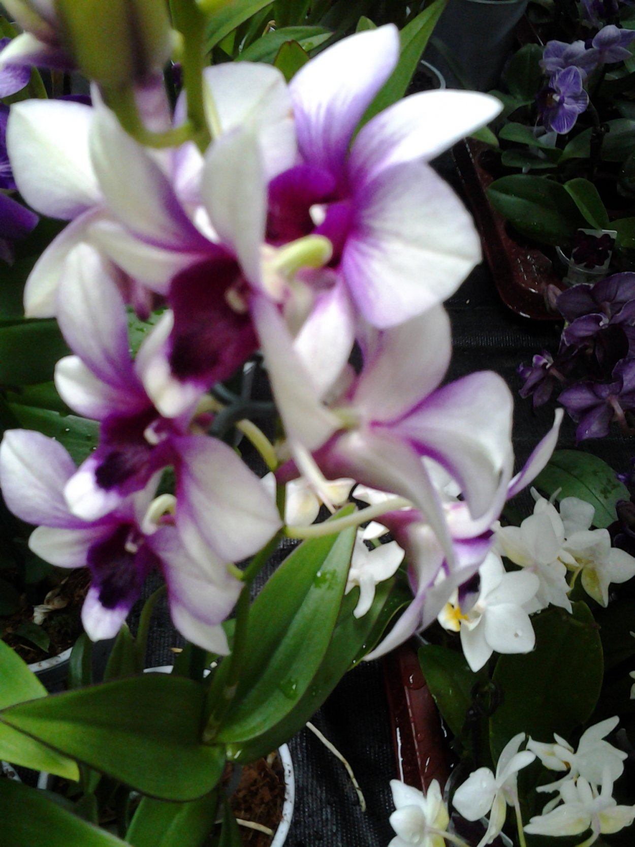 Денбродиум орхид