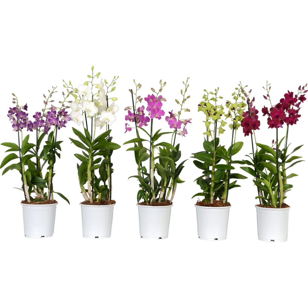 Орхидея Дендробиум