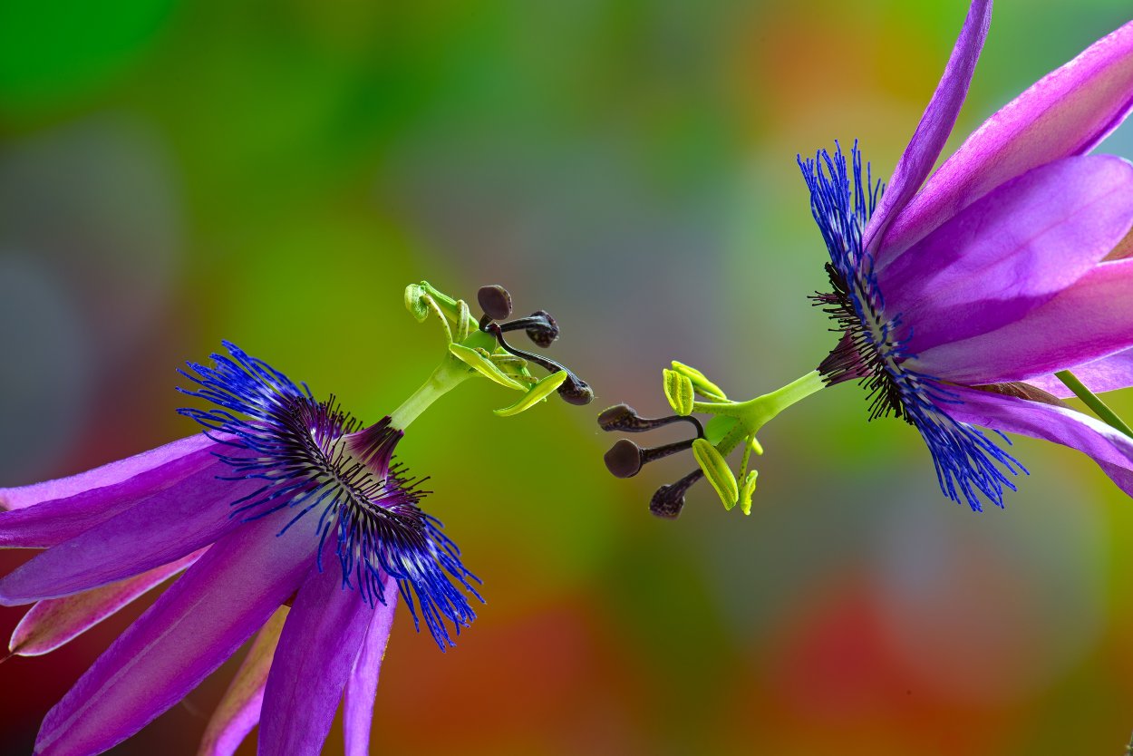 Два цветочка