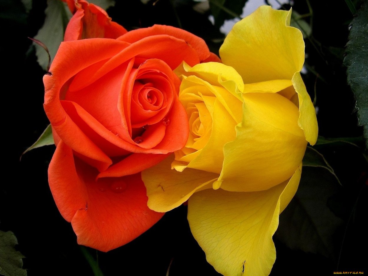 Поцелуй розы