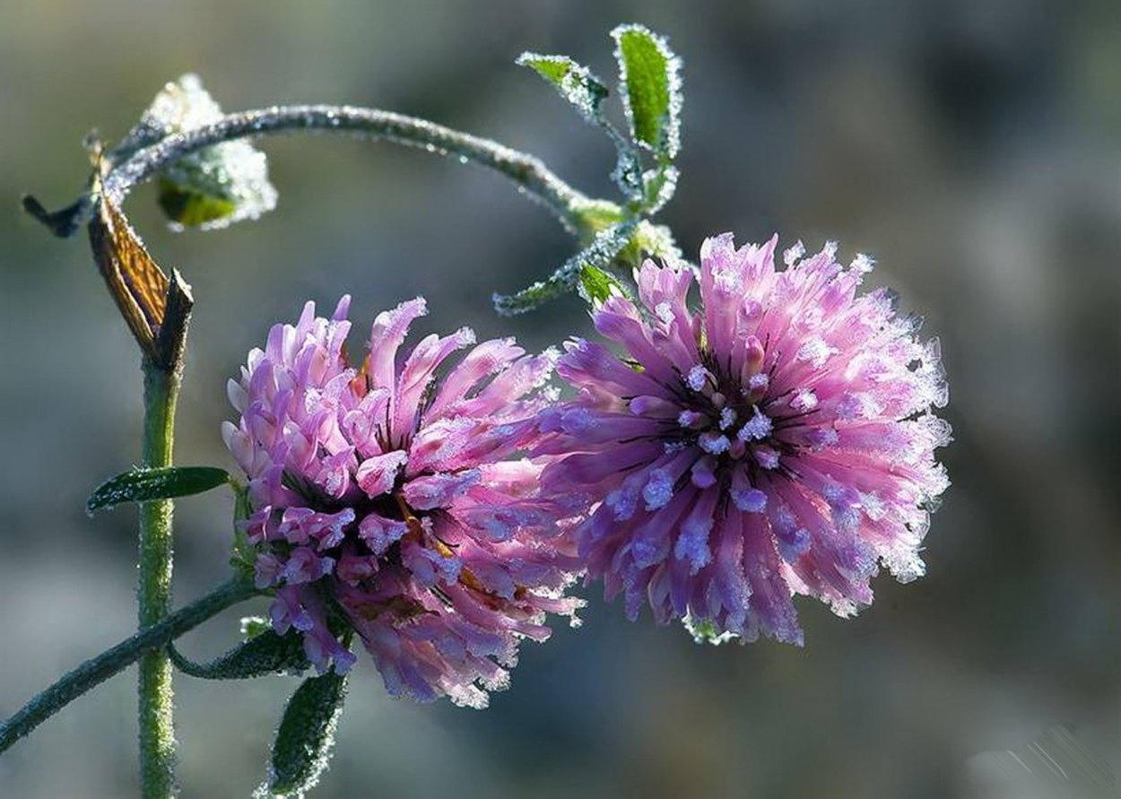 Клевер Луговой