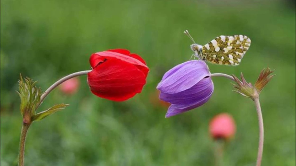 Рябчик Луговой цветок