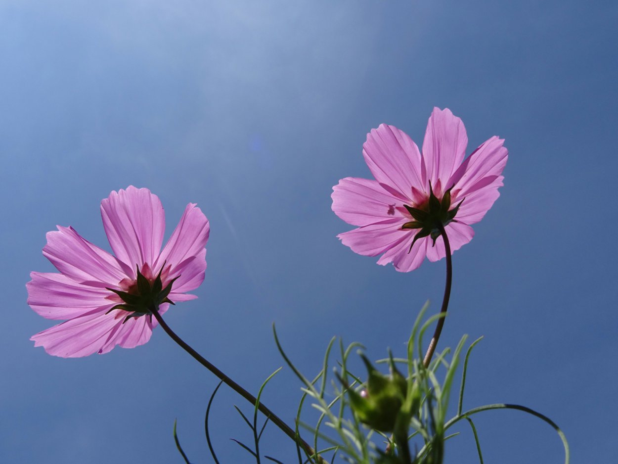 Веточка космеи