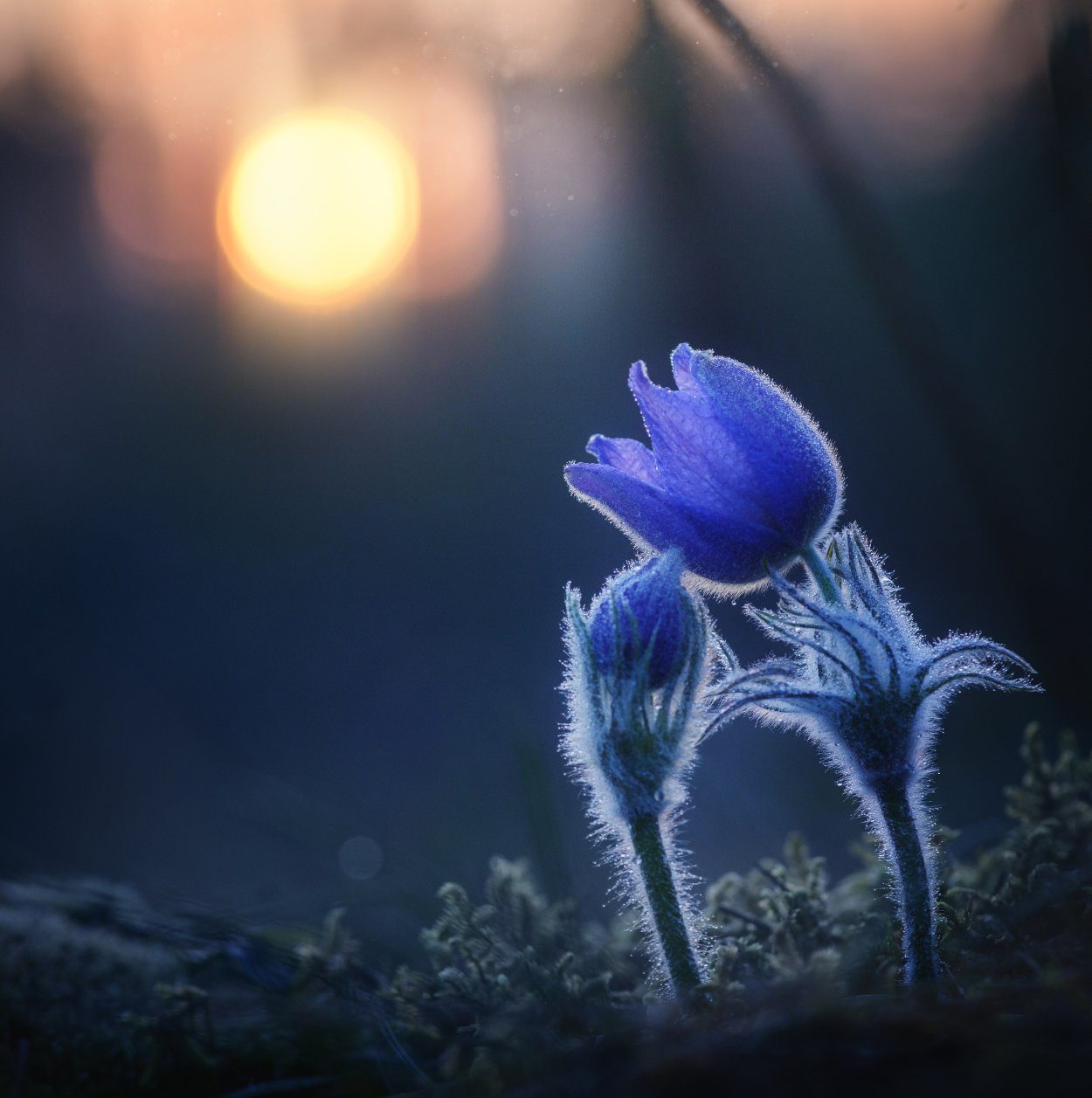 Макросъемка природа