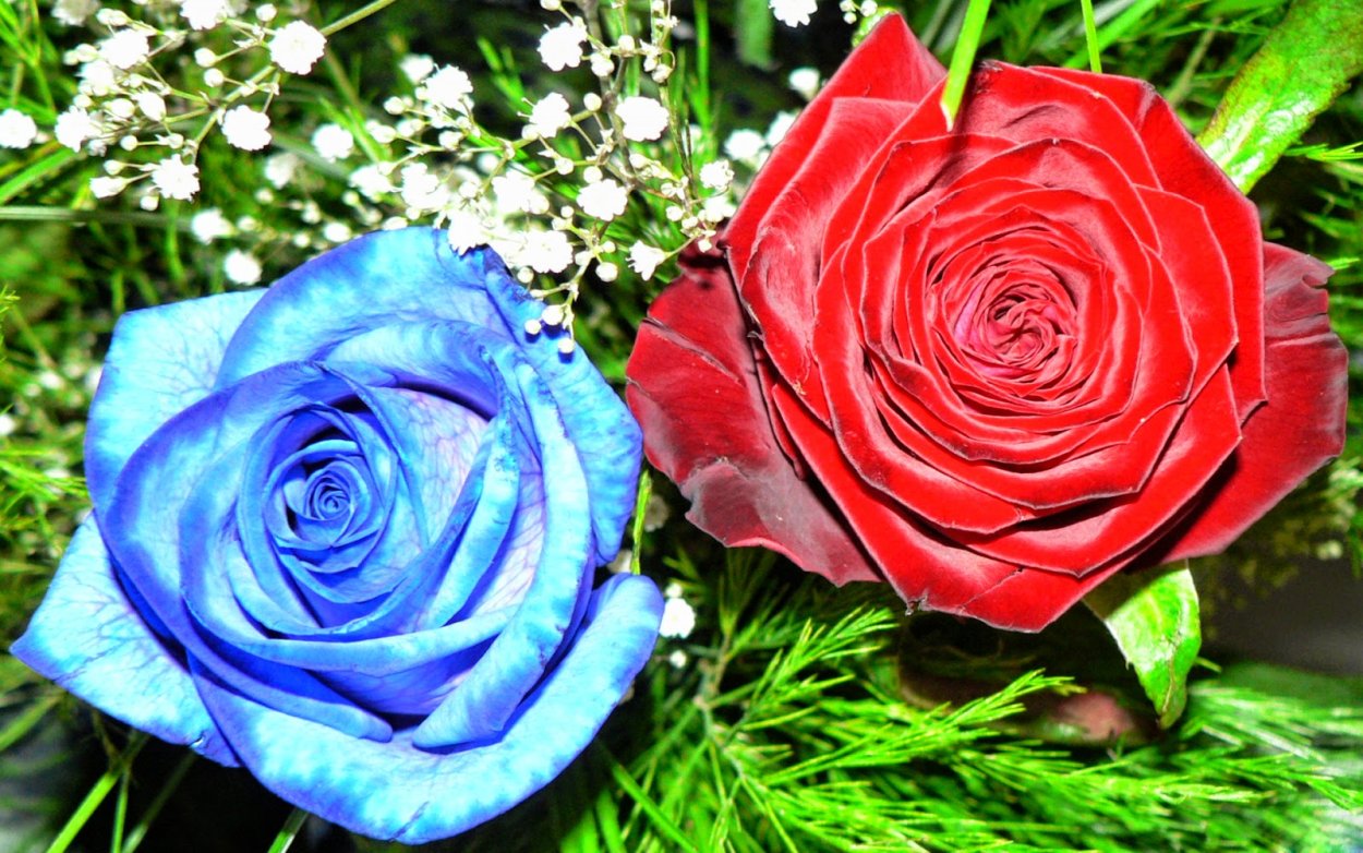 Красно синие розы