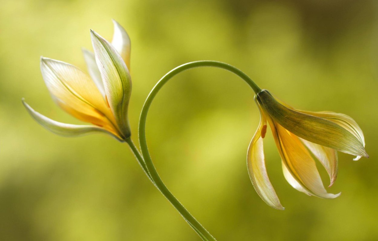 Изящные цветы