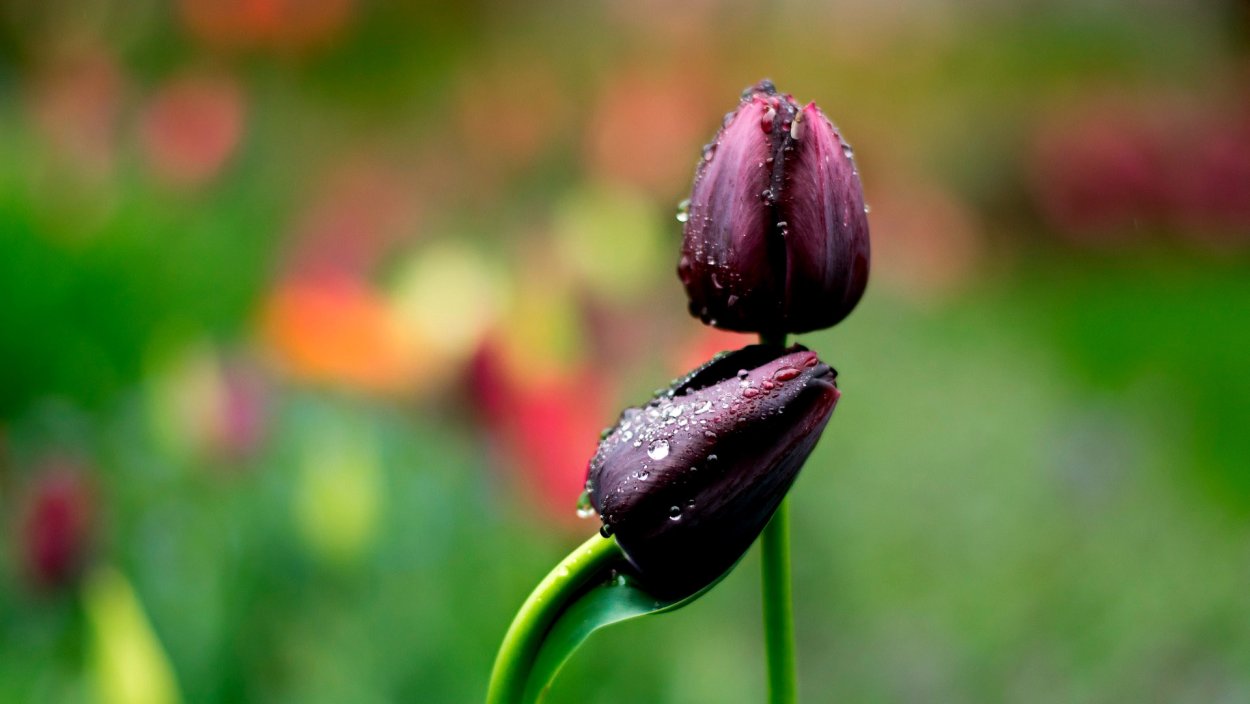 2 Тюльпана цветы