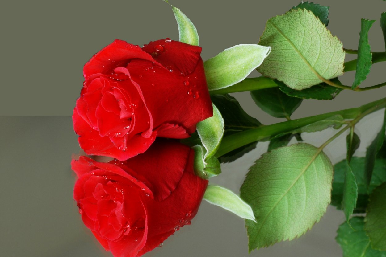 Одна красивая роза