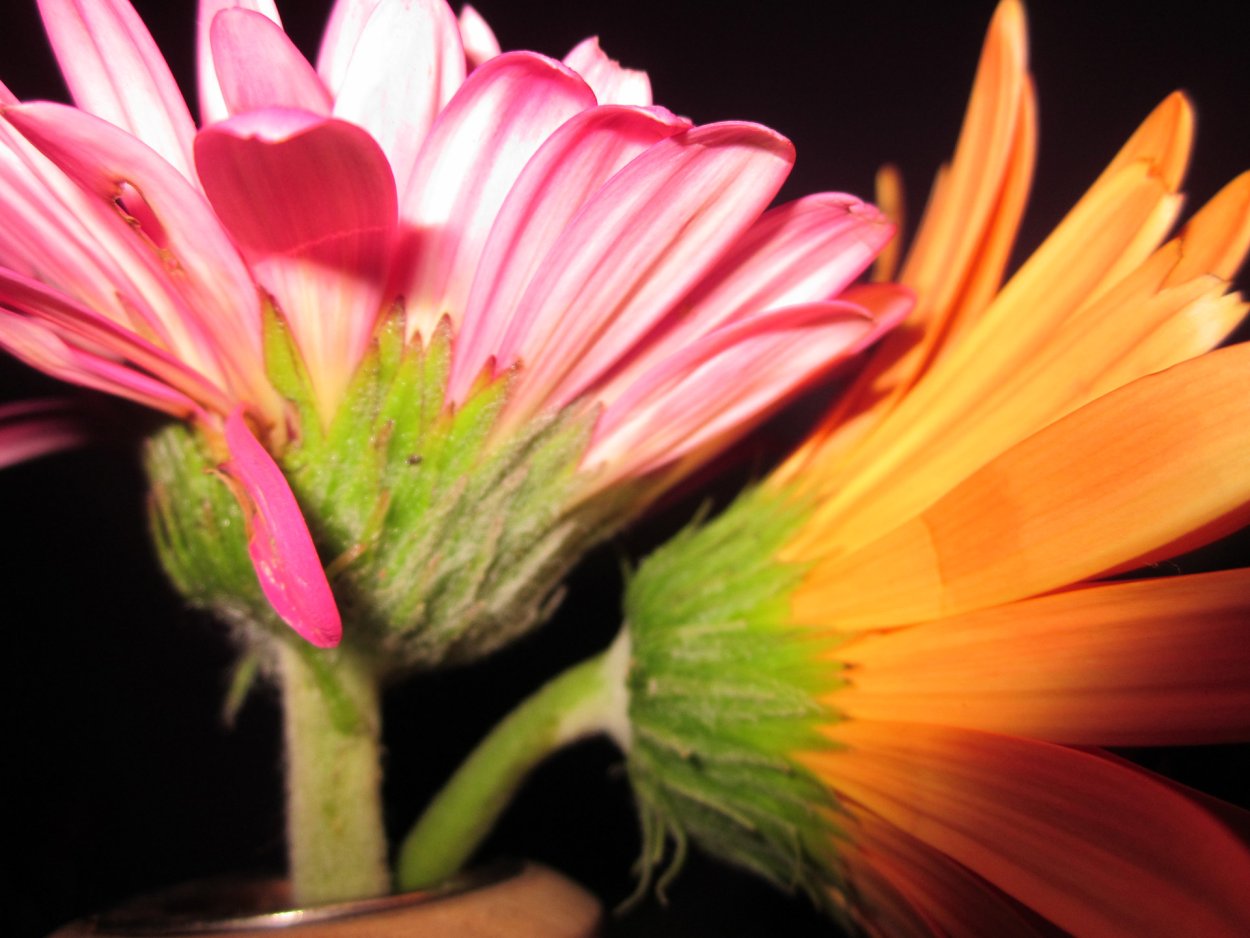 Цветок из двух цветов