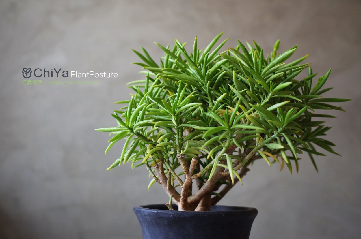 Пеперомия Феррейра