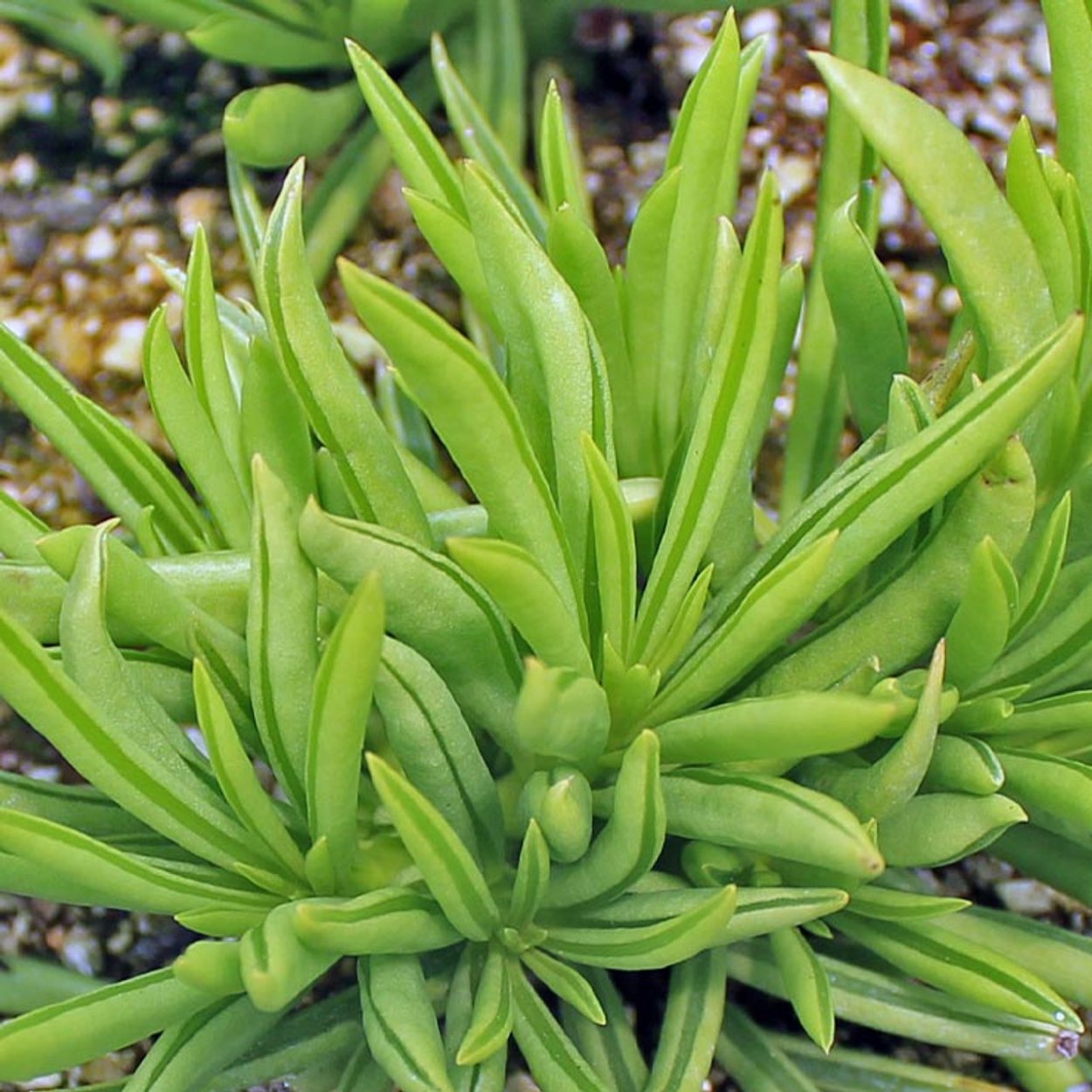 Пеперомия суккулентная