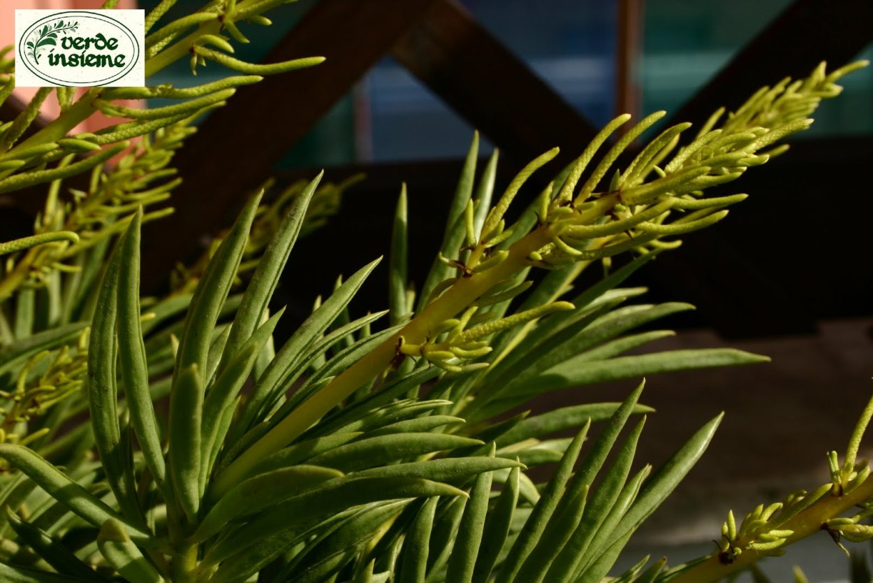 Пеперомия Феррейра