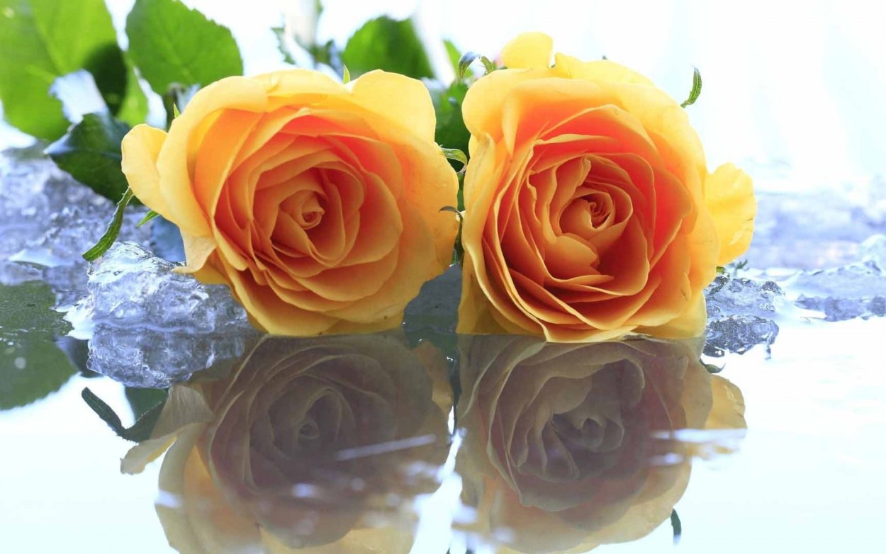 Роза с отражением