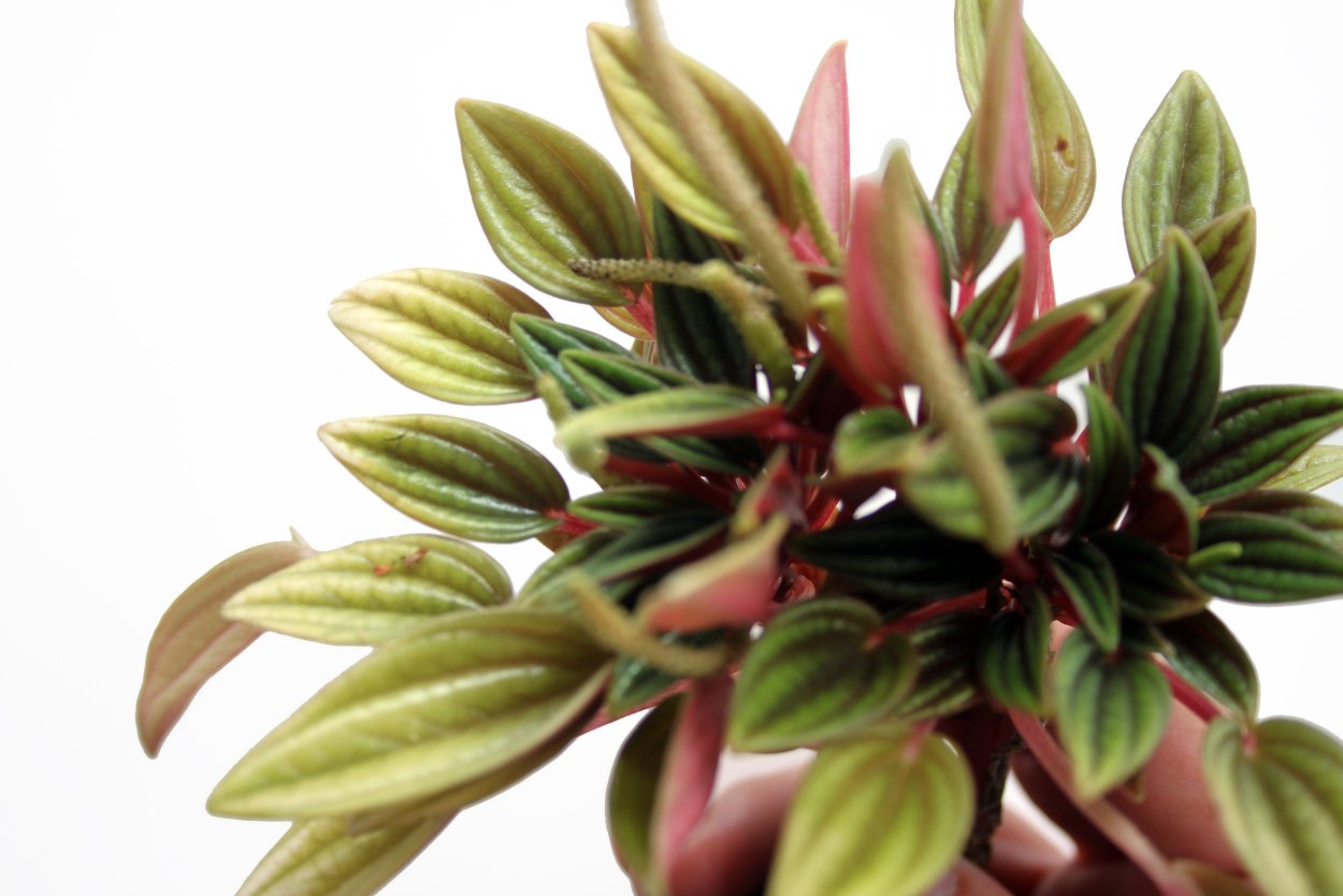 Пеперомия Пинк Марбл