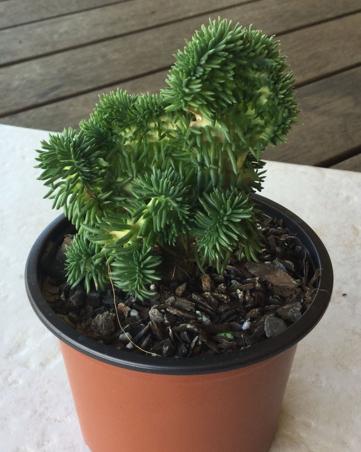 Пеперомия Greyhound