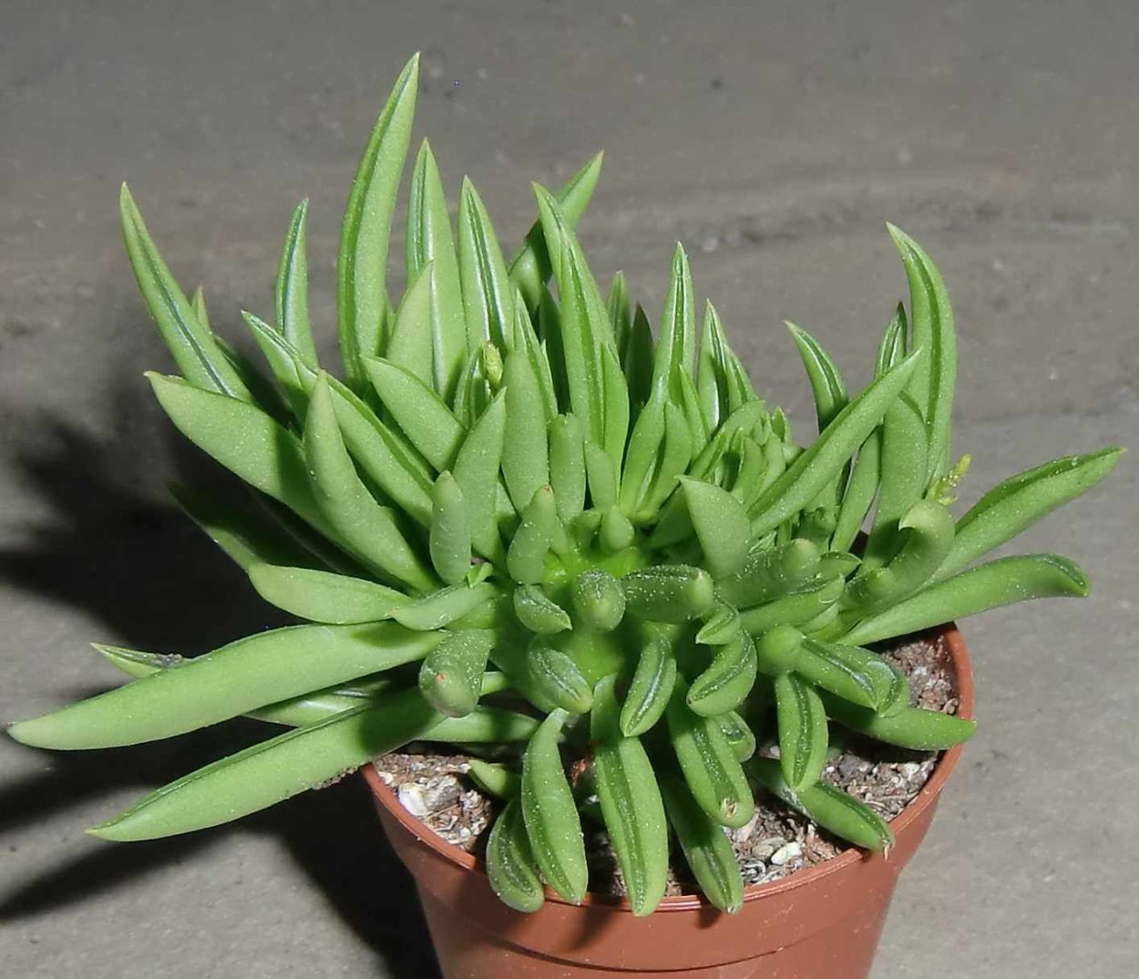 Пеперомия Каперата Россо