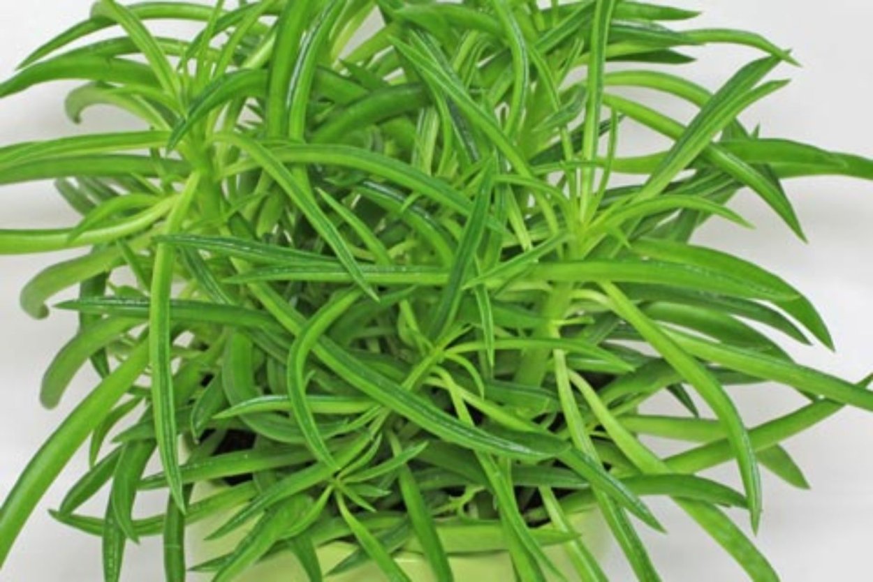 Пеперомия Феррейра