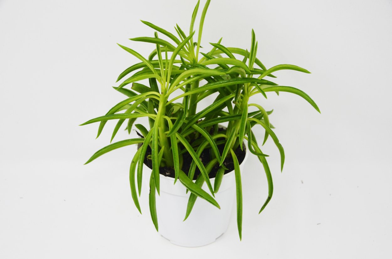 Пеперомия Феррейра