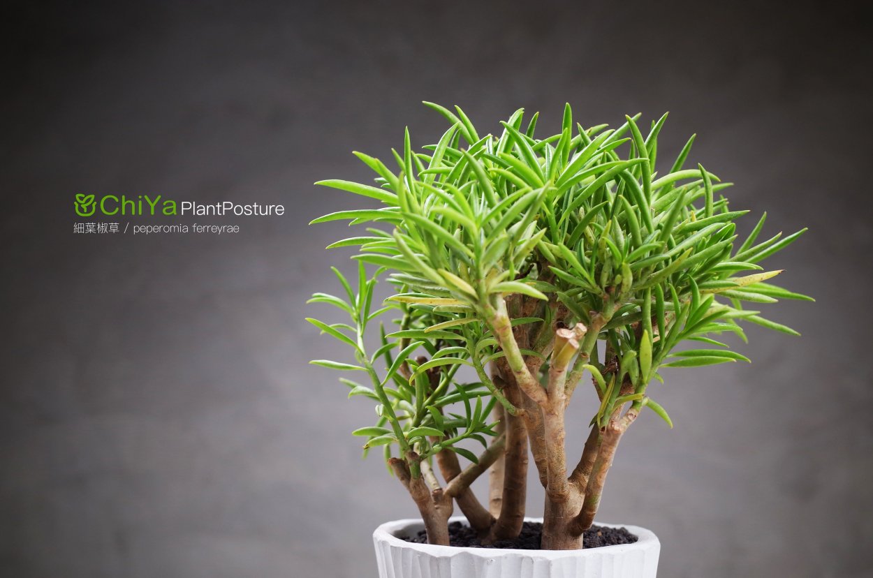 Пеперомия Феррейра