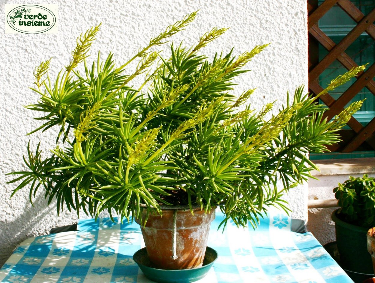 Пеперомия Феррейра цветок