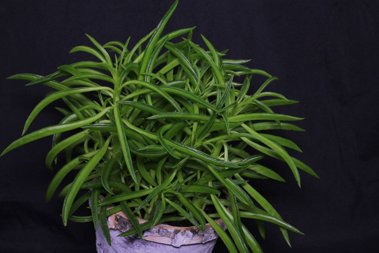 Пеперомия Феррейра