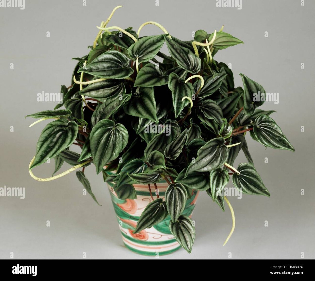 Пеперомия меридиана