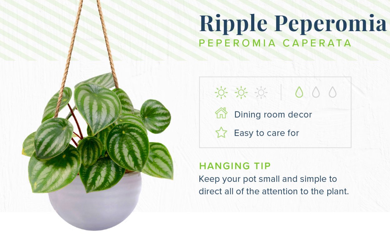 Пеперомия Милано