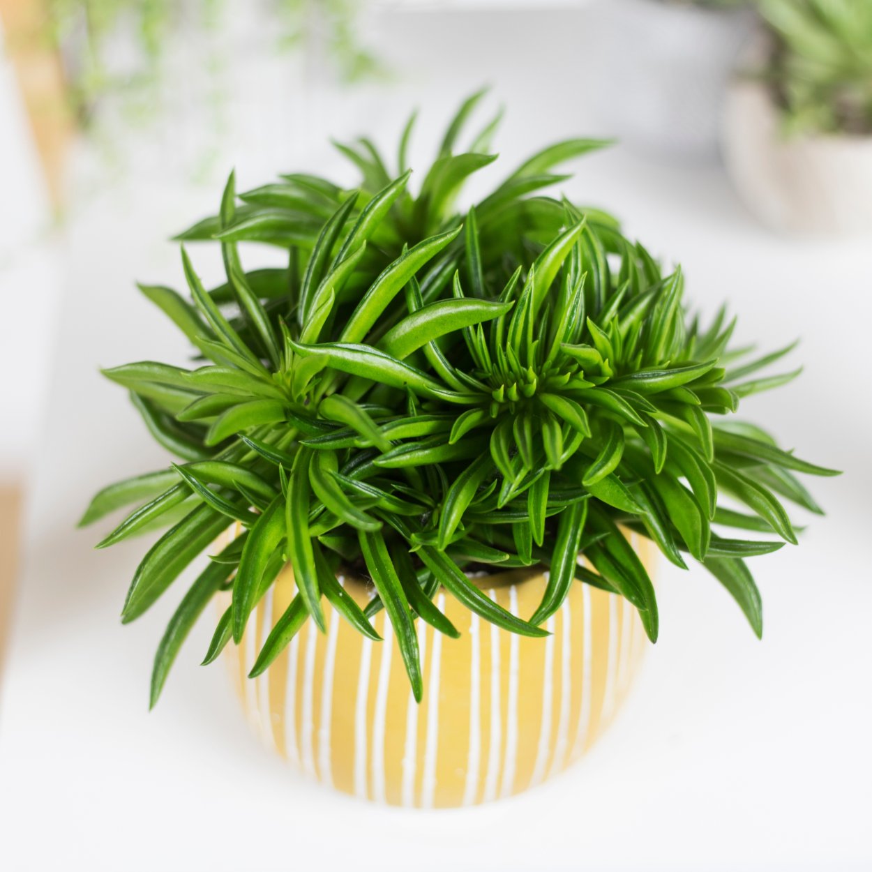 Суккулент Пеперомия Феррейра