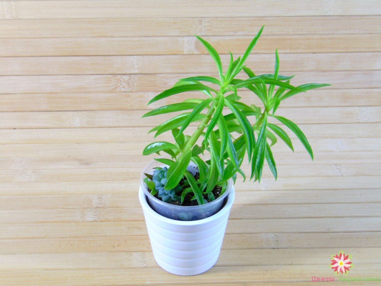 Пеперомия Гравеоленс