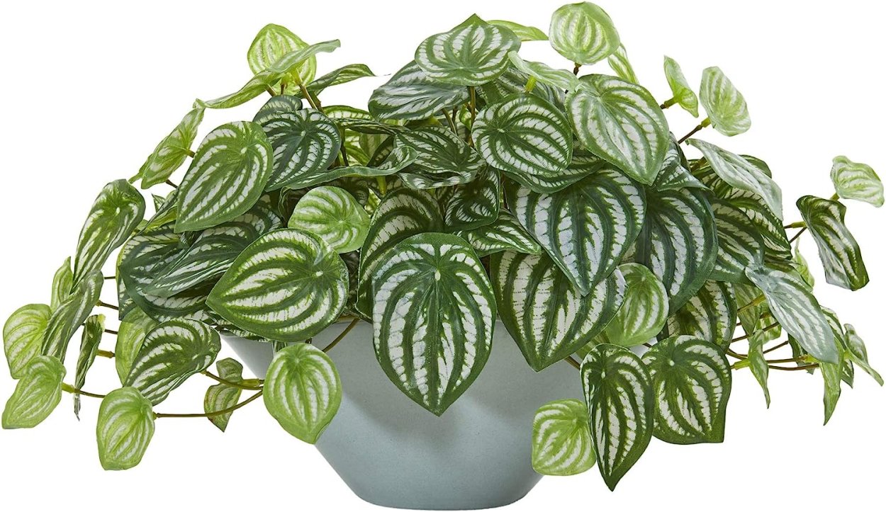 Пеперомия Бамбино