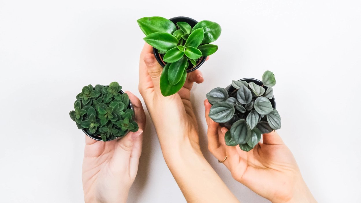 Пеперомия griseoargentea