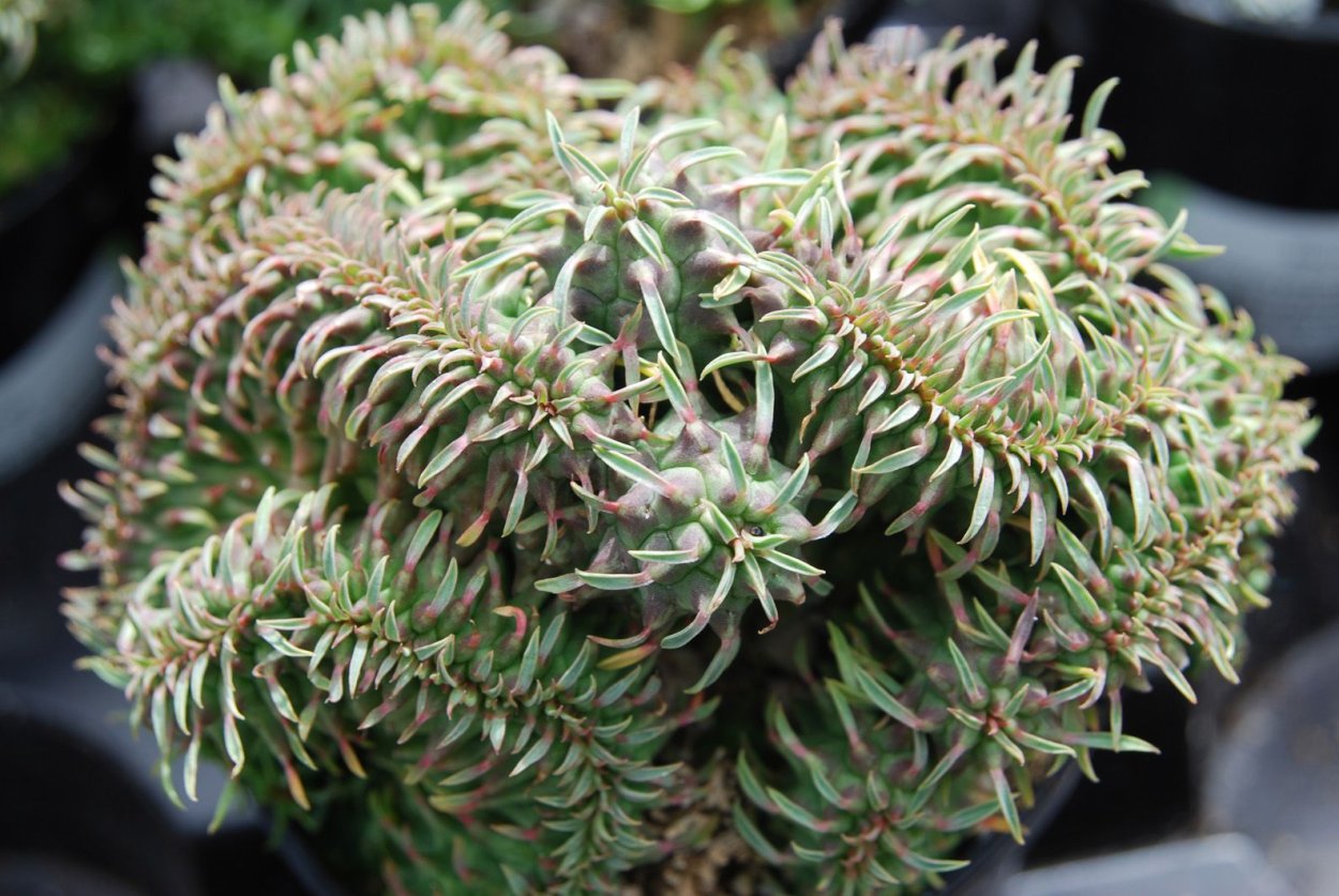 Эхеверия монстрозная форма