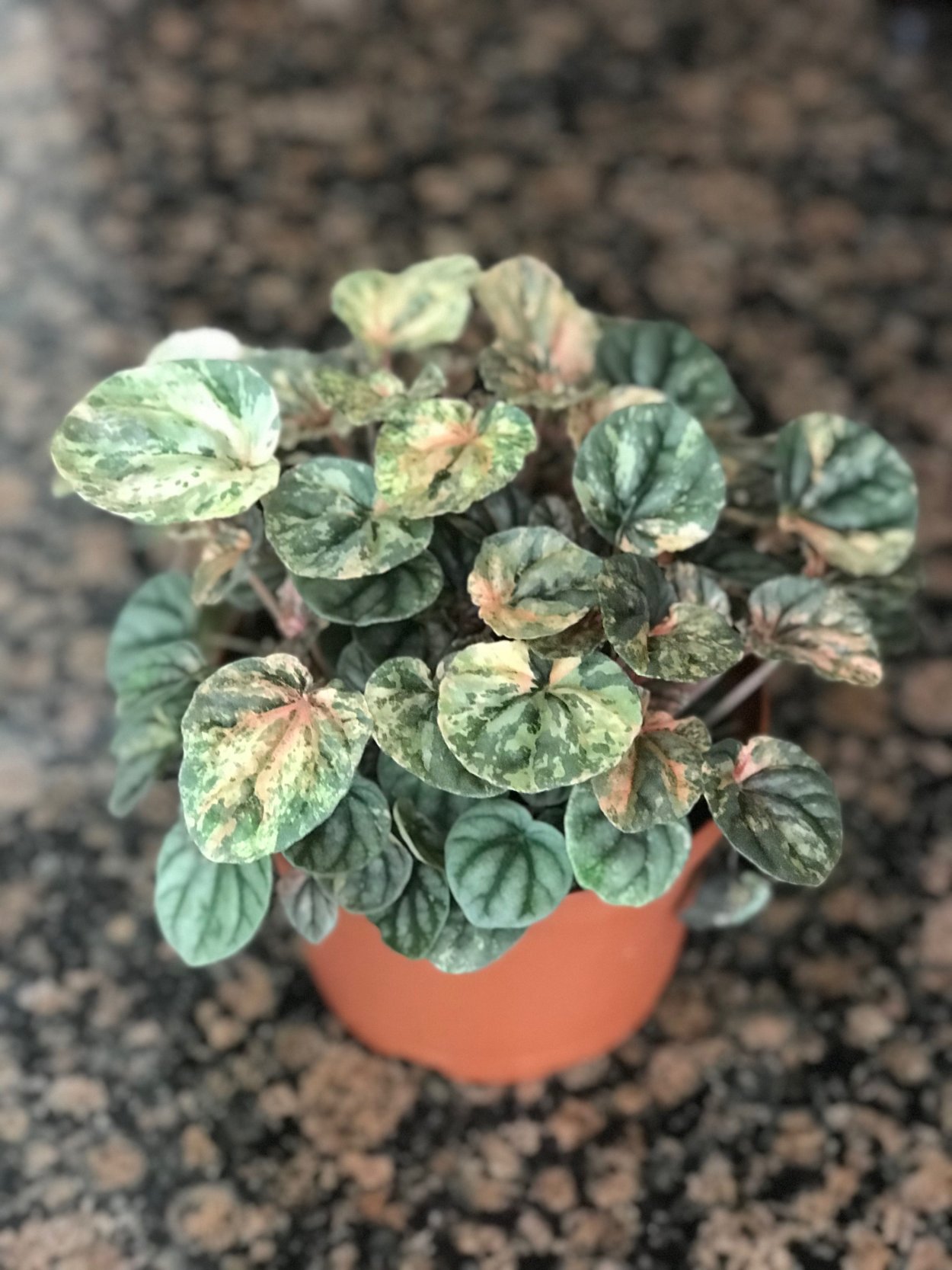 Пеперомия Вьюн