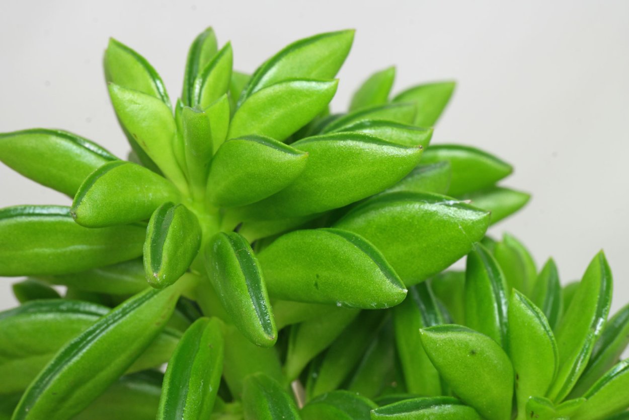 Суккулент Peperomia ferreyrae