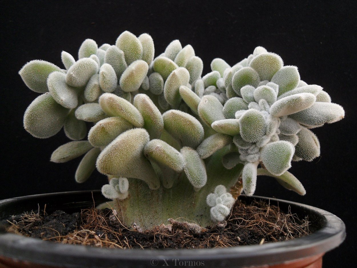 Эхеверия Кристата