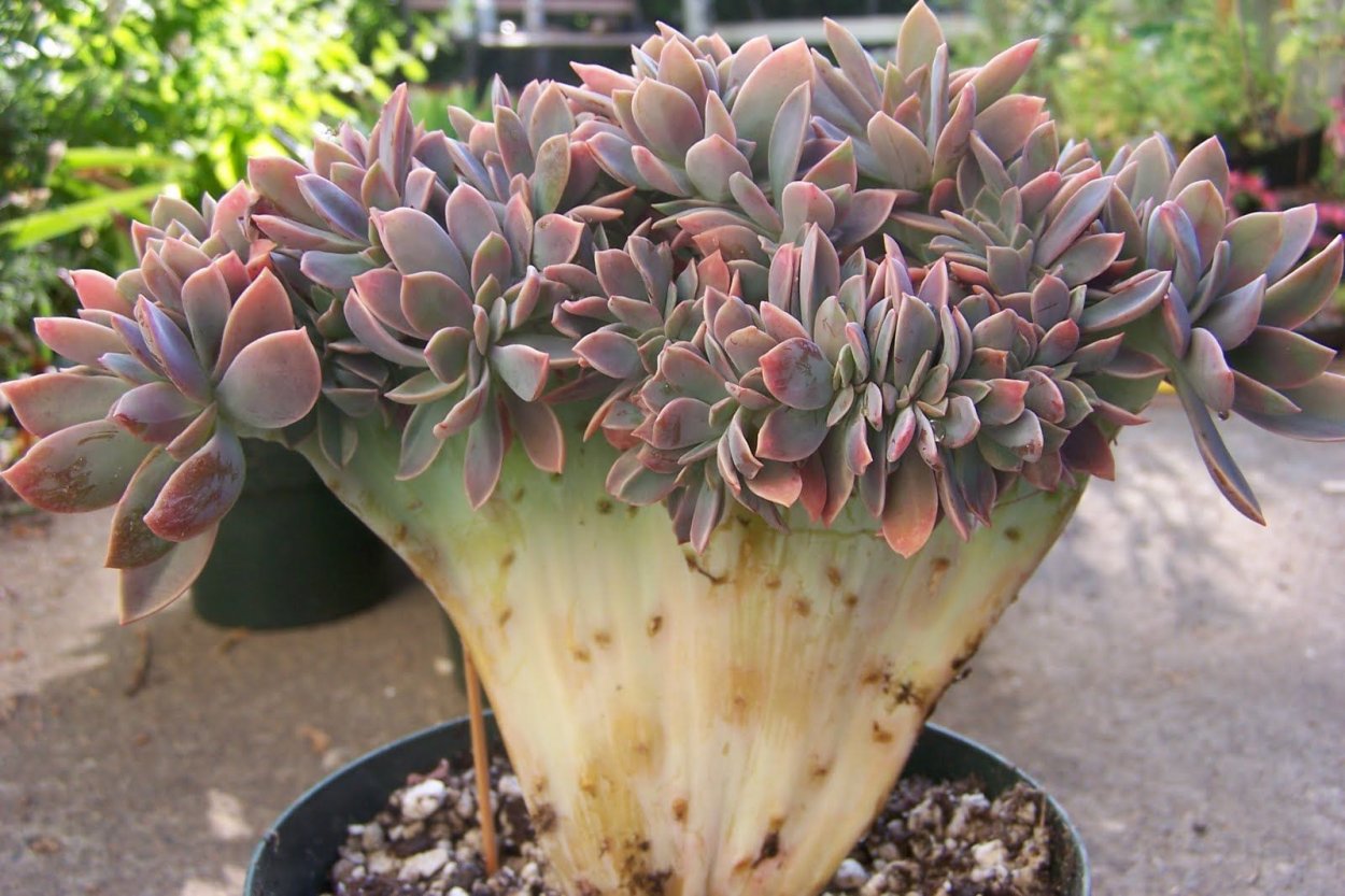 Жарден Суккуленты