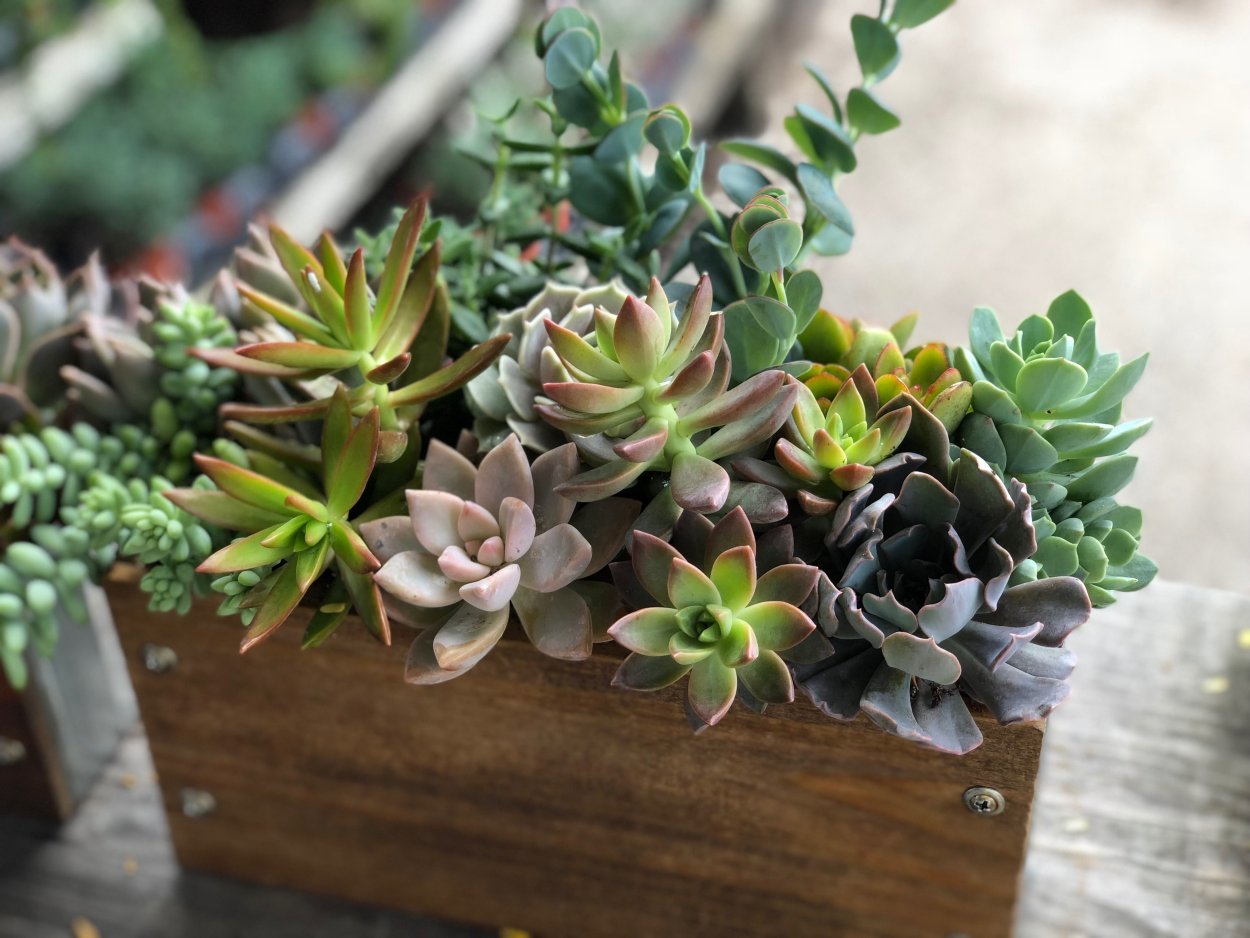 Эхеверия Кьюбик Фрост