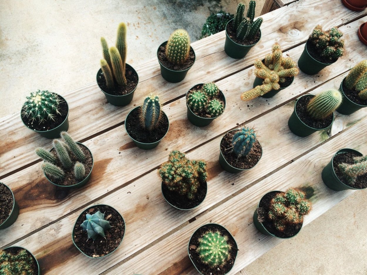 Эхеверия крестовник