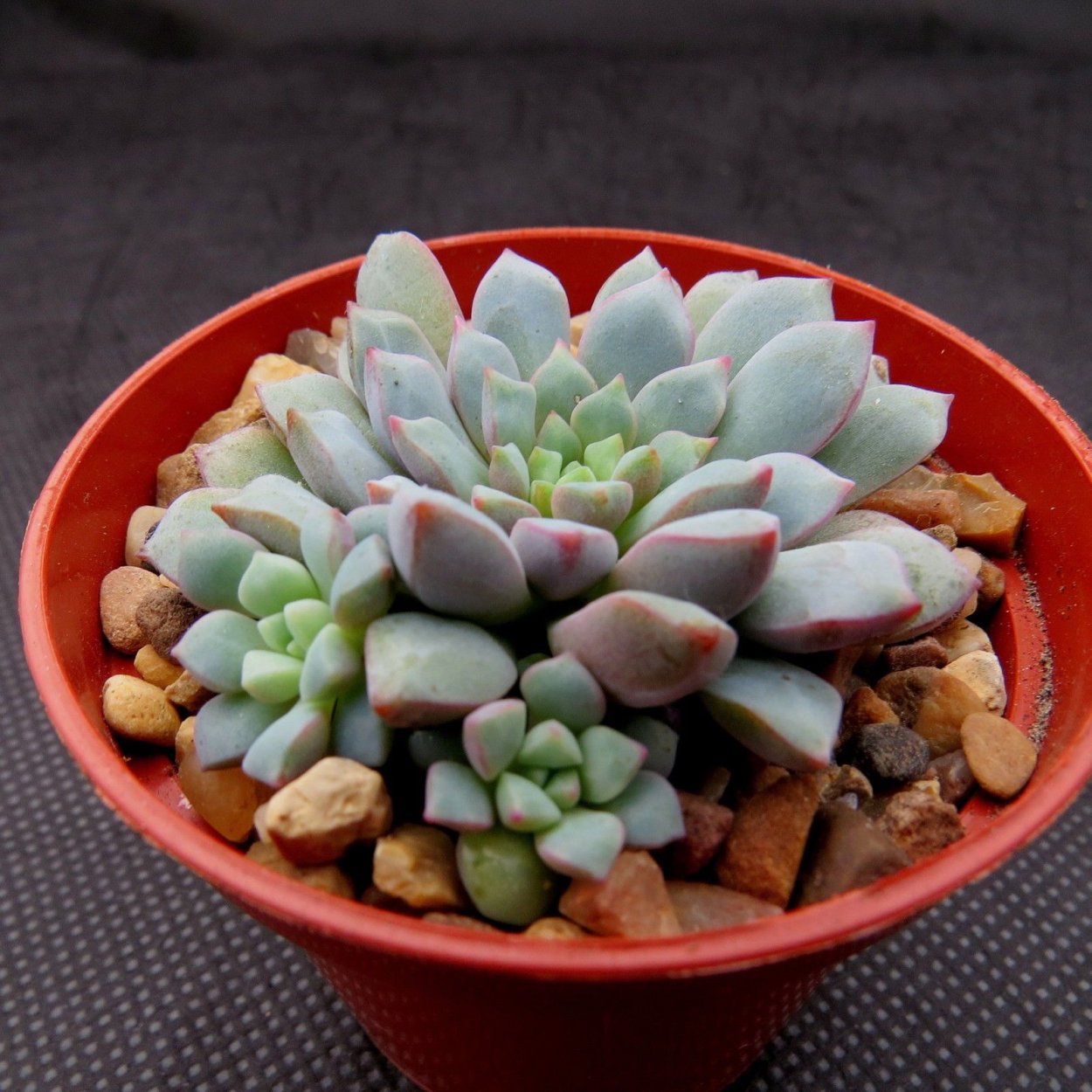 Эхеверия седум