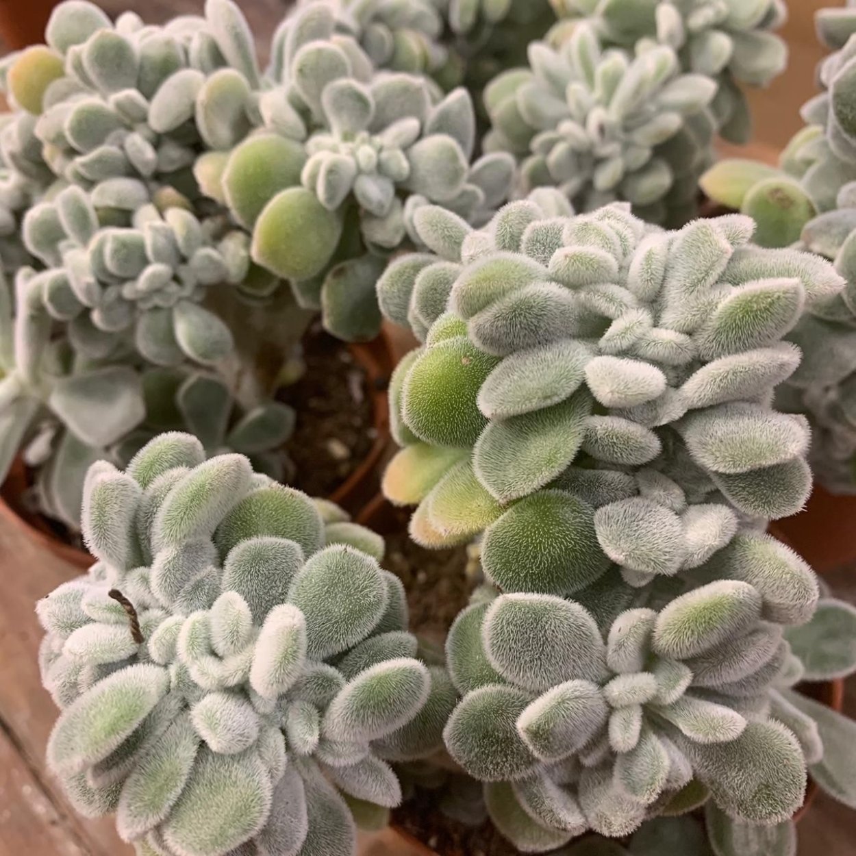 Эхеверия пульвината